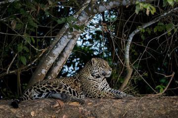 Fototapeta na wymiar Jaguar beobachtet die Umgebung