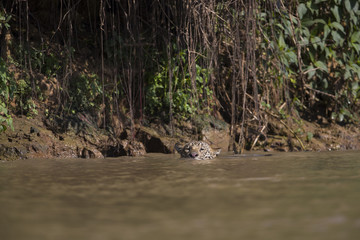 Jaguar schwimmt im Fluss