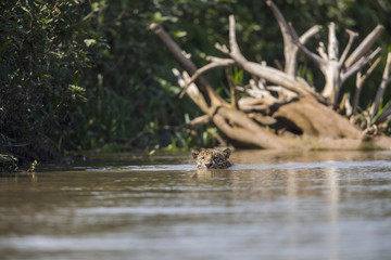 Jaguar auf Beutesuche im Fluss