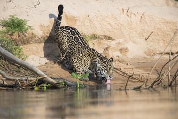 Jaguar trinkt am Fluss