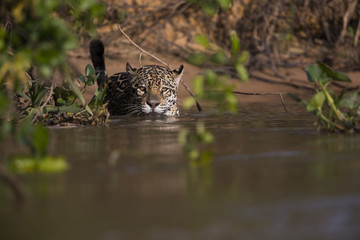 Jaguar beobachtet die Beute