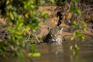Fototapeta na wymiar Jaguar beobachtet die Beute