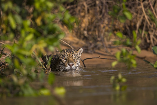 Jaguar beobachtet die Beute