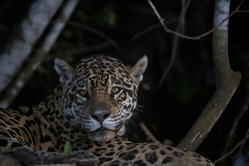 Naklejka premium Jaguar beobachtet die Umgebung