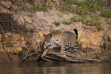 Obraz premium Jaguar streift am Ufer entlang