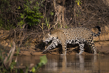 Fototapeta na wymiar Jaguar streift am Ufer entlang