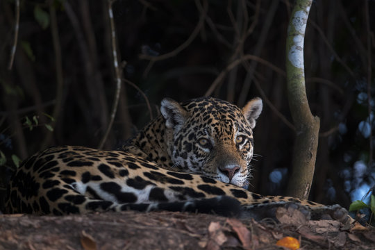 Jaguar beobachtet die Umgebung