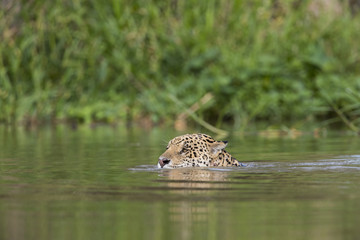 Jaguar schwimmt im Fluss
