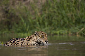 Fototapeta na wymiar Jaguar beobachtet den Artgenossen