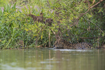 Jaguar beobachtet den Artgenossen