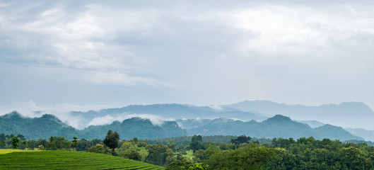 Beautiful landscape of tea field at northern of Thailand