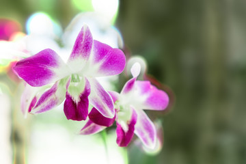 Fototapeta na wymiar Selective focus of beautiful purple orchid