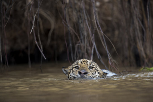 Jaguar schwimmt im Fluss