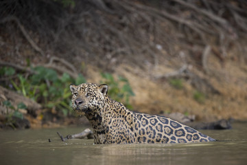 Jaguar auf Beutesuche im Fluss