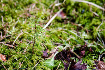 Young pines sapling tree sprout in forest