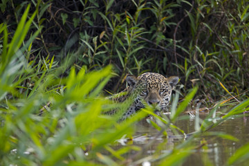 Jaguar beobachtet den Artgenossen