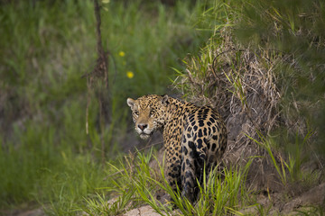 Naklejka na ściany i meble Jaguar beobachtet den Artgenossen