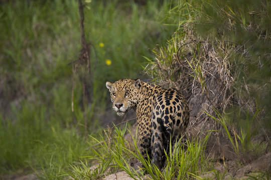 Jaguar beobachtet den Artgenossen
