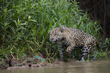 Fototapeta na wymiar Jaguar auf Beutesuche am Ufer