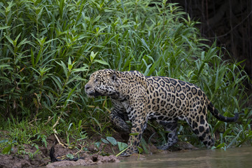 Fototapeta na wymiar Jaguar auf Beutesuche am Ufer