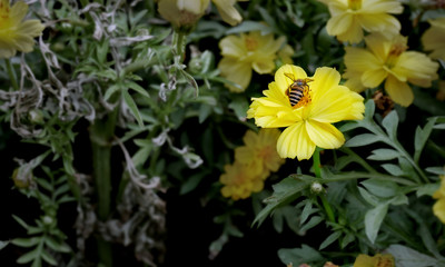 A Bee and Yellow Flowers