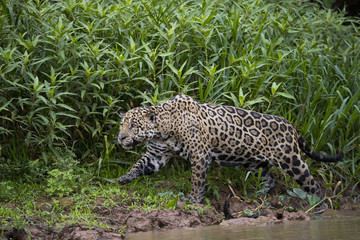 Jaguar auf Beutesuche am Ufer