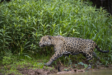 Jaguar auf Beutesuche am Ufer