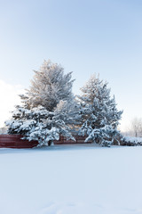 trees in winter