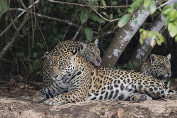Jaguar mit Jungen putzen sich