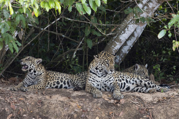 Naklejka premium Jaguar mit Jungen putzen sich