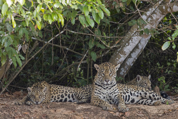 Jaguar mit Jungen ruht sich aus