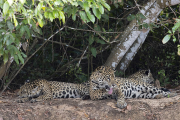 Jaguar mit Jungen putzen sich