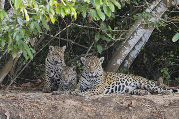 Obraz na płótnie Canvas Jaguar mit Jungen ruht sich aus
