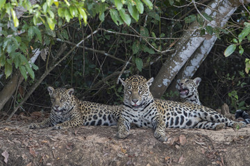 Fototapeta na wymiar Jaguar mit Jungen ruht sich aus