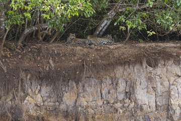 Jaguar mit Jungen ruht sich aus