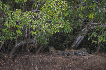 Jaguar mit Jungen ruht sich aus