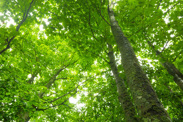 A canopy of trees with dense vegetation in Michigan, United States