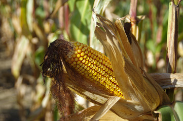 Corn cob on field