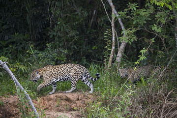 Jaguar streift mit Jungen am Ufer entlang