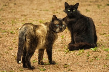 Fototapeta premium mountain cats