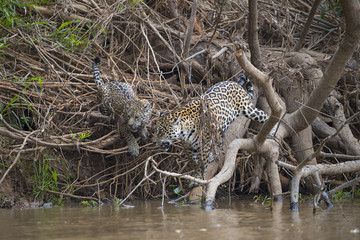 Jaguar geht mit Jungen zum Fluss