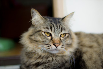 Young persian cat relaxing on the floor.
