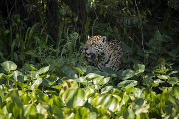 Fototapeta na wymiar Jaguar im Schilfguertel