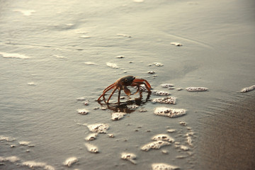 Cute crab walking on the beach. © Tarik GOK