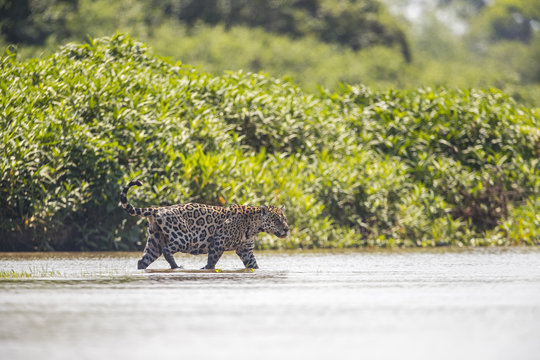 Jaguar will den Fluss durchqueren