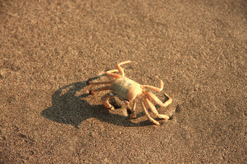 Cute crab walking on the beach. © Tarik GOK