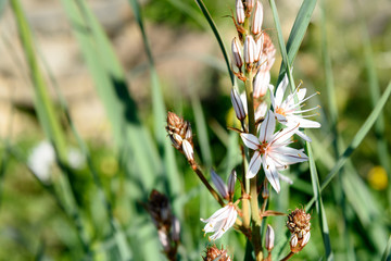 White asphodel flowers. Asphodelus albus
