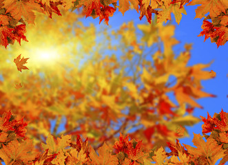 Naklejka na ściany i meble autumn leaves background sun beams space for your text