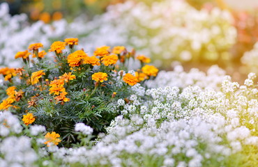 Fototapeta premium Marigold in the Garden Autumn Time Sunlight Flowers Green Background