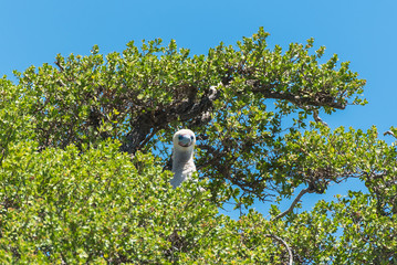     Red-footed Booby, beautiful exotic bird hatching eggs in an atoll in French Polynesia 
